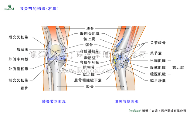 膝关节的常见疾病与健康防护