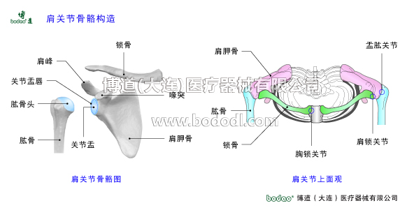 肩关节的常见疾病与健康防护