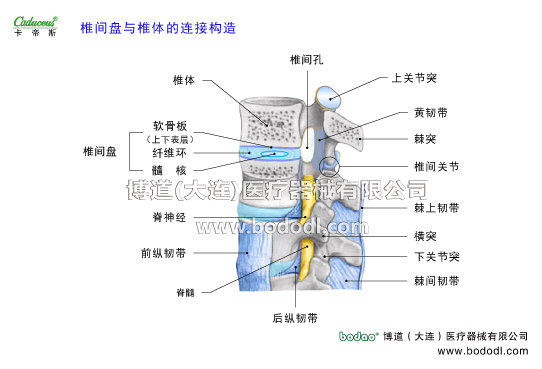 腰椎部的运动损伤与防护