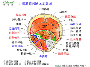 肌肉损伤与运动防护