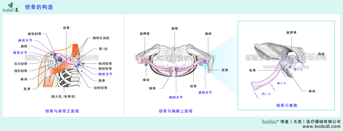 STRUCTURE OF UPPER LIMB
